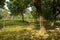 Aged trees by shaded path on sunny day