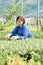 Aged woman cutting plants in hothouse