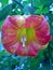 Ageing Brugmansia Sanguinea at an Angle - Portrait