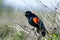 Agelaius phoeniceus, red-winged blackbird