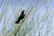 Agelaius phoeniceus, red-winged blackbird