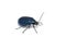 Agelastica alni blue alder leaf beetle