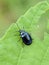 Agelastica alni blue alder leaf beetle