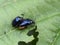 Agelastica alni blue alder leaf beetle