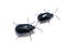 Agelastica alni blue alder leaf beetle