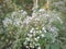 Ageratina altissima white flowers in the forest