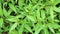 Ageratina riparia (mistflower, creeping croftonweed, mistflower, river-eupatorium)