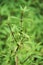 Ageratina riparia (mistflower, creeping croftonweed, mistflower, river-eupatorium)