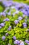 Ageratum