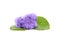 Ageratum blue with leaves