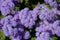 Ageratum blue in the park. View from above.