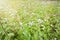 Ageratum conyzoides flowers