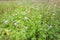 Ageratum conyzoides flowers