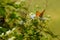 Ageratum conyzoides flowers and butterflies in the morning on the hillside