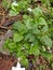 Ageratum conyzoides Indonesian