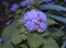 Ageratum flower