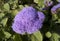 Ageratum flower