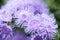 Ageratum flower