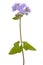 Ageratum flower isolated