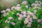 Ageratum flower pots