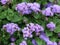 Ageratum flowers close up. Summer.