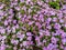 Ageratum houstanianum. Purple flowers of flossflower, bluemink, blueweed.