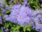 Ageratum houstonianum