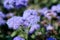 Ageratum Houstonianum