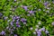 Ageratum houstonianum