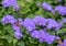 Ageratum houstonianum, commonly known as flossflower, bluemink, blueweed, pussy foot