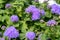 Ageratum houstonianum, commonly known as flossflower, bluemink, blueweed, pussy foot