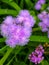 Ageratum houstonianum, flossflower, bluemink, blueweed, pussy foot