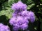 Ageratum houstonianum, flossflower, bluemink, blueweed, pussy foot or Mexican paintbrush purple flowers on bush. Blossoming in