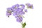 Ageratum houstonianum flower on white