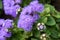 Ageratum houstonianum Mill