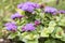Ageratum houstonianum small ground flower with purple violet flowers