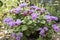 Ageratum houstonianum small ground flower with purple violet flowers