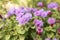 Ageratum houstonianum small ground flower with purple violet flowers