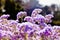 Ageratum, purple fluffy flowers