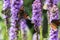 Agglais io butterfly on Liatris spicata purple flower in bloom, ornamental flowering plant