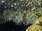 Aggregating Sea Anemone Anthopleura elegantissima