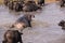 Aggresive hippo chasing cape buffalo