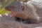 Aggression mongoose