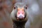 Aggressive Angry goose closeup. Generate AI