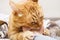 Aggressive angry tabby ginger cat bites, gnaws a man`s hand, close-up