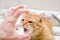 Aggressive angry tabby ginger cat hisses, attacks a man`s hand, close-up