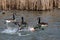 Aggressive animal behaviour in spring with 3 male mallard ducks fighting