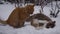 Aggressive battle of two cats on the street in the snow. The cat flirts to the kitty. Mating season. the concept of pe