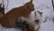 Aggressive battle of two cats on the street in the snow. The cat flirts to the kitty. Mating season. the concept of pe