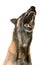 Aggressive belgian shepherd malinois